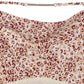 LILOU Leopard Cami Dress with chain trim